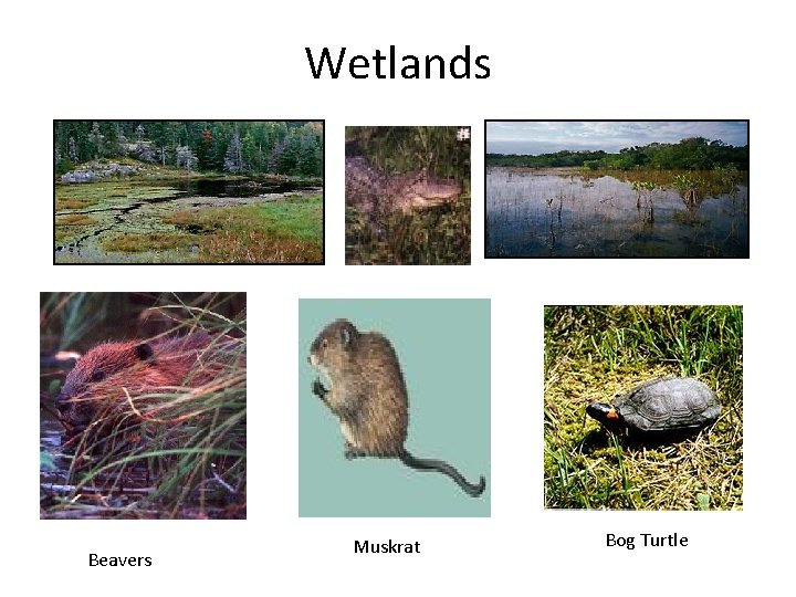 Wetlands Beavers Muskrat Bog Turtle 