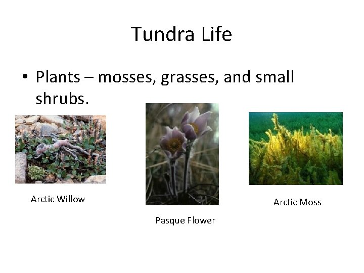 Tundra Life • Plants – mosses, grasses, and small shrubs. Arctic Willow Arctic Moss