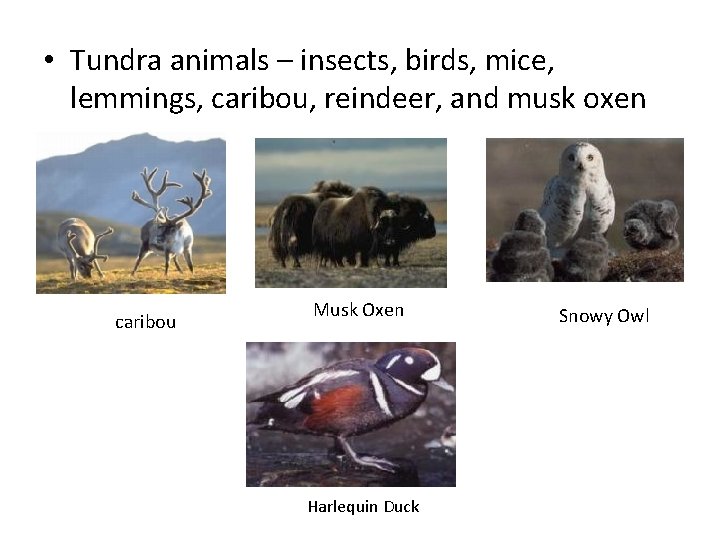  • Tundra animals – insects, birds, mice, lemmings, caribou, reindeer, and musk oxen