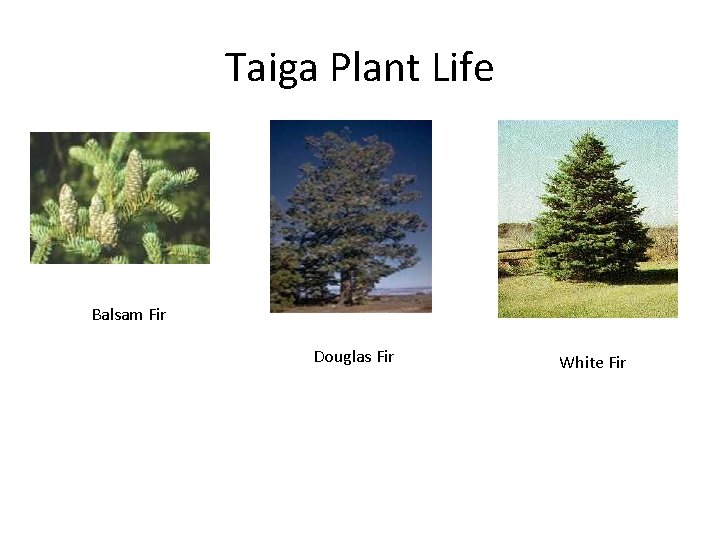 Taiga Plant Life Balsam Fir Douglas Fir White Fir 