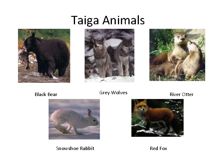 Taiga Animals Black Bear Snowshoe Rabbit Grey Wolves River Otter Red Fox 