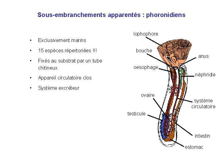 Sous-embranchements apparentés : phoronidiens lophophore • Exclusivement marins • 15 espèces répertoriées !!! •