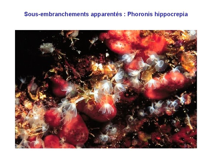 Sous-embranchements apparentés : Phoronis hippocrepia 