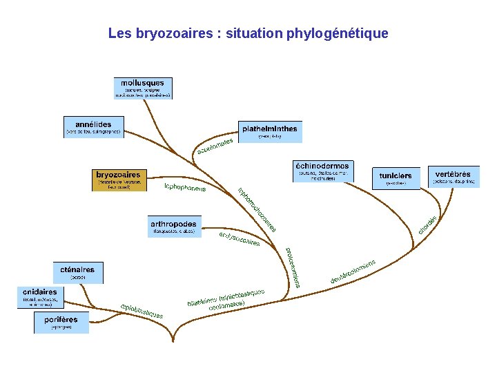 Les bryozoaires : situation phylogénétique 