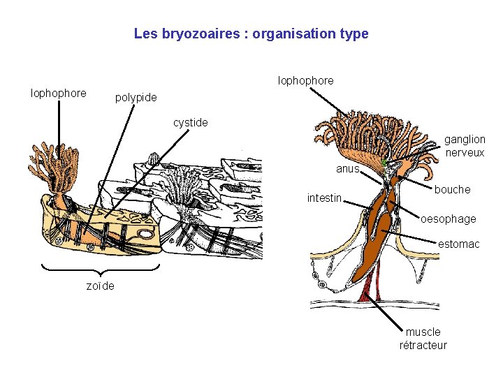 Les bryozoaires : organisation type lophophore polypide cystide ganglion nerveux anus intestin bouche oesophage