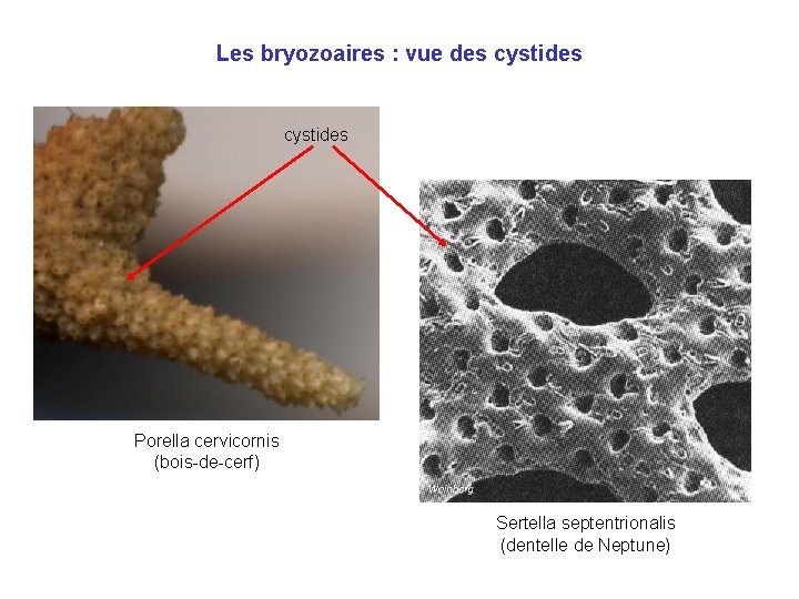 Les bryozoaires : vue des cystides Porella cervicornis (bois-de-cerf) Sertella septentrionalis (dentelle de Neptune)