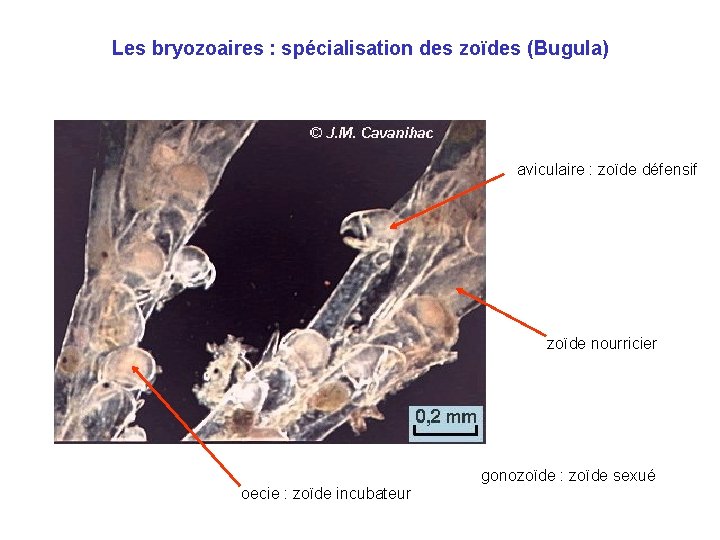 Les bryozoaires : spécialisation des zoïdes (Bugula) aviculaire : zoïde défensif zoïde nourricier gonozoïde