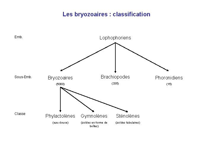 Les bryozoaires : classification Emb. Sous-Emb. Classe Lophophoriens Bryozoaires Brachiopodes Phoronidiens (5000) (335) (15)