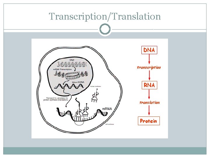 Transcription/Translation 