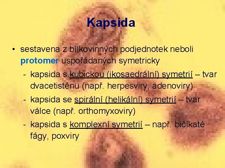 Kapsida • sestavena z bílkovinných podjednotek neboli protomer uspořádaných symetricky - kapsida s kubickou