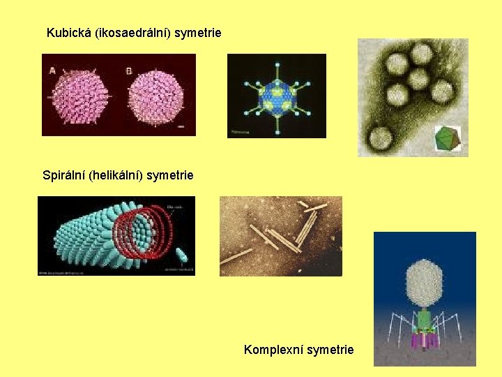 Kubická (ikosaedrální) symetrie Spirální (helikální) symetrie Komplexní symetrie 