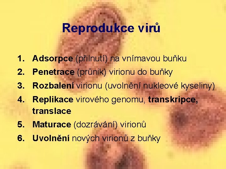 Reprodukce virů 1. Adsorpce (přilnutí) na vnímavou buňku 2. Penetrace (průnik) virionu do buňky