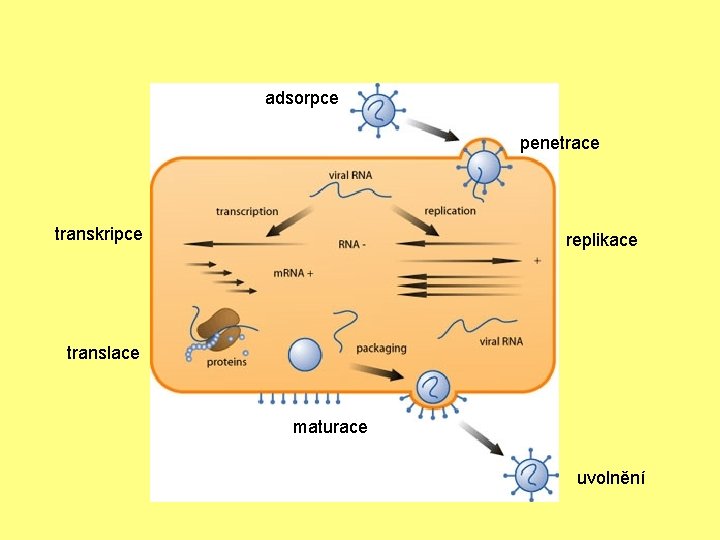 adsorpce penetrace transkripce replikace translace maturace uvolnění 