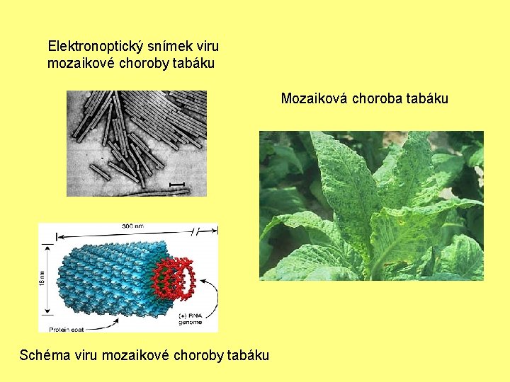 Elektronoptický snímek viru mozaikové choroby tabáku Mozaiková choroba tabáku Schéma viru mozaikové choroby tabáku