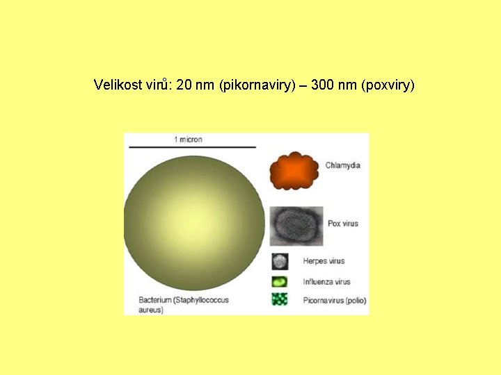 Velikost virů: 20 nm (pikornaviry) – 300 nm (poxviry) 