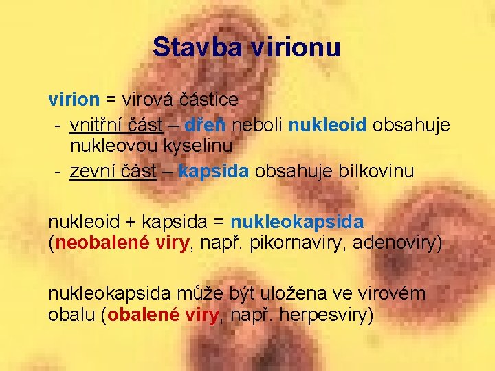 Stavba virionu virion = virová částice - vnitřní část – dřeň neboli nukleoid obsahuje