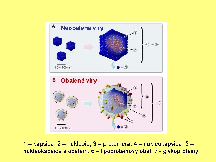 Neobalené viry Obalené viry 1 – kapsida, 2 – nukleoid, 3 – protomera, 4