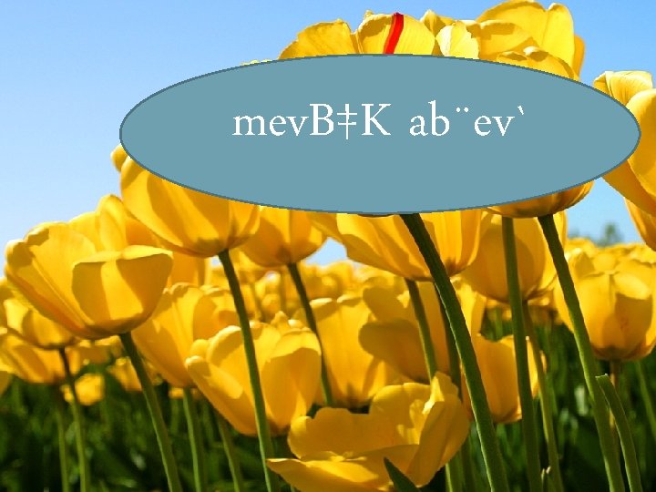 mev. B‡K ab¨ev` 