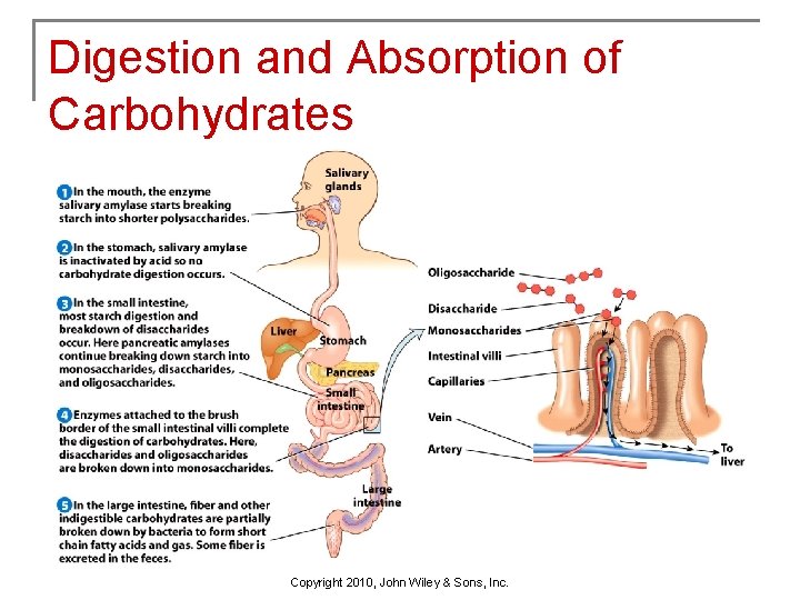Digestion and Absorption of Carbohydrates Copyright 2010, John Wiley & Sons, Inc. 