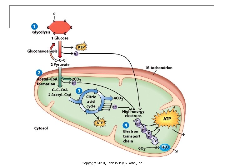 Copyright 2010, John Wiley & Sons, Inc. 