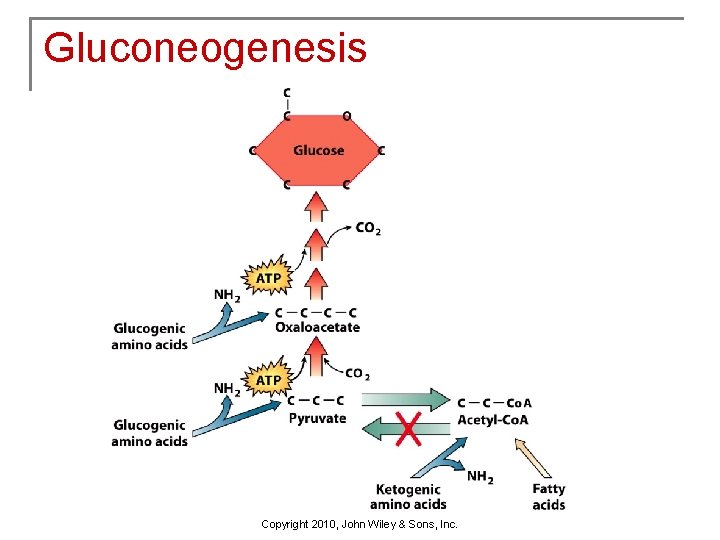 Gluconeogenesis Copyright 2010, John Wiley & Sons, Inc. 