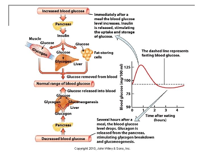 Copyright 2010, John Wiley & Sons, Inc. 