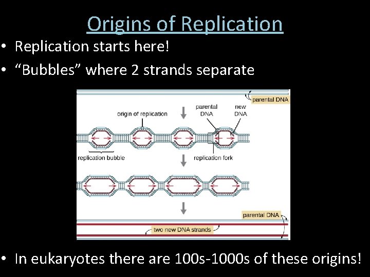 Origins of Replication • Replication starts here! • “Bubbles” where 2 strands separate • Origins of Replication • Replication starts here! • “Bubbles” where 2 strands separate •