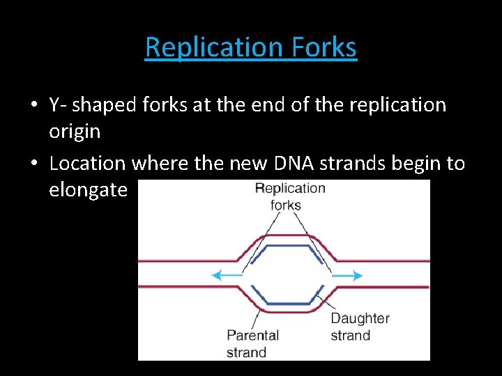 Replication Forks • Y- shaped forks at the end of the replication origin • Replication Forks • Y- shaped forks at the end of the replication origin •