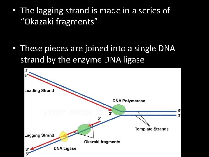 • The lagging strand is made in a series of “Okazaki fragments” • • The lagging strand is made in a series of “Okazaki fragments” •