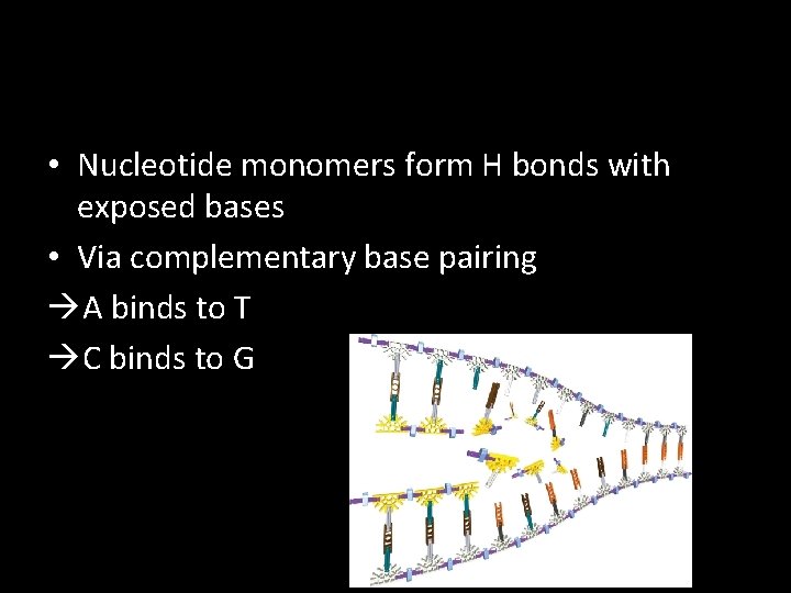• Nucleotide monomers form H bonds with exposed bases • Via complementary base • Nucleotide monomers form H bonds with exposed bases • Via complementary base
