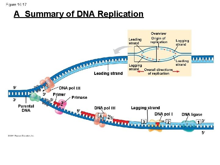 AA Summary of DNA Replication AA Summary of DNA Replication