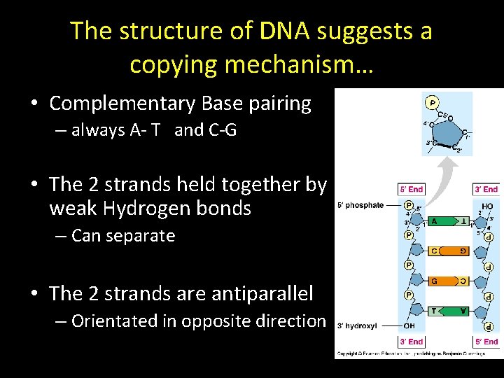 The structure of DNA suggests a copying mechanism… • Complementary Base pairing – always The structure of DNA suggests a copying mechanism… • Complementary Base pairing – always
