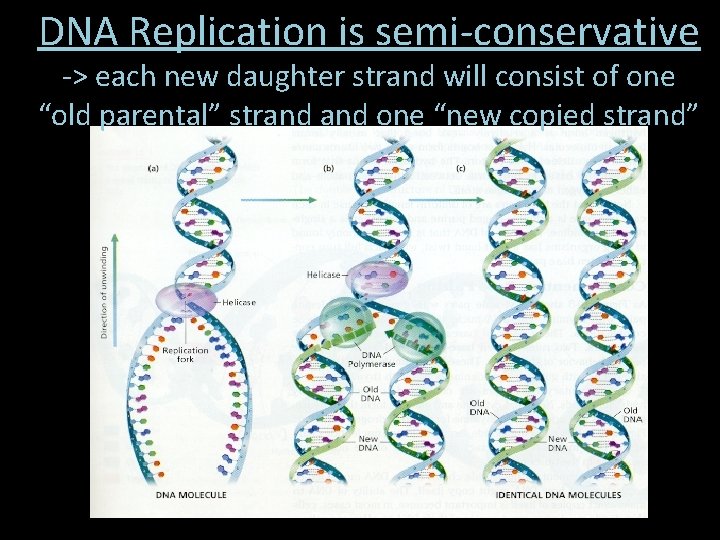 DNA Replication is semi-conservative -> each new daughter strand will consist of one “old DNA Replication is semi-conservative -> each new daughter strand will consist of one “old