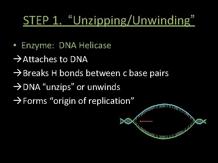STEP 1. “Unzipping/Unwinding” • Enzyme: DNA Helicase Attaches to DNA Breaks H bonds between STEP 1. “Unzipping/Unwinding” • Enzyme: DNA Helicase Attaches to DNA Breaks H bonds between
