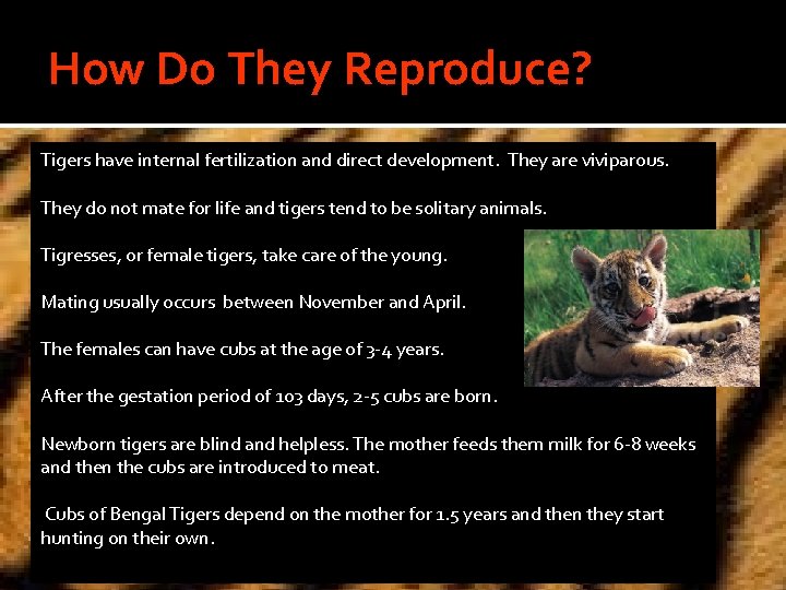 How Do They Reproduce? Tigers have internal fertilization and direct development. They are viviparous.