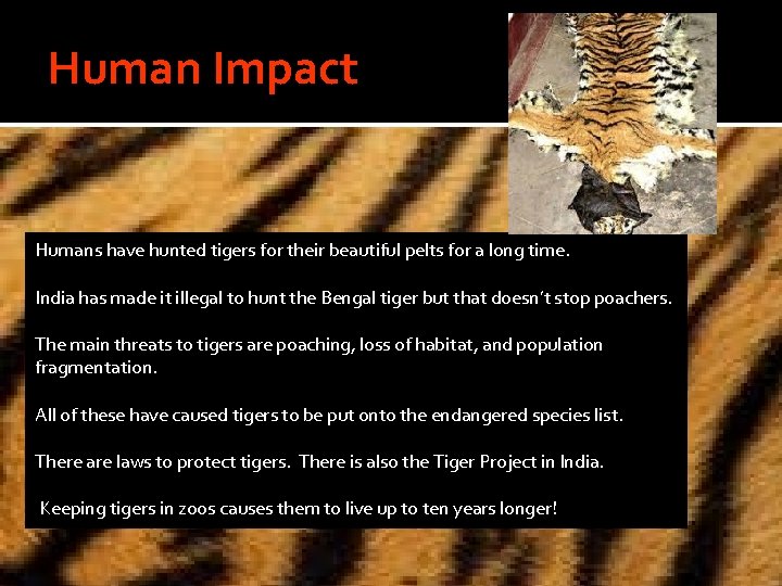 Human Impact Humans have hunted tigers for their beautiful pelts for a long time.