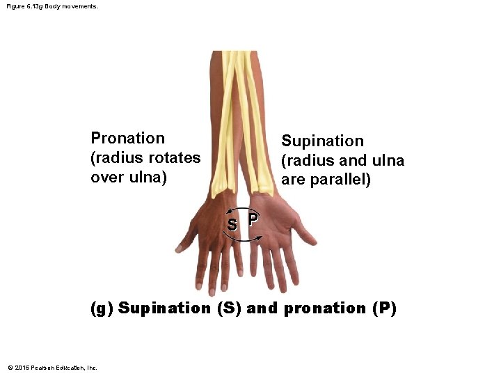 Figure 6. 13 g Body movements. Pronation (radius rotates over ulna) Supination (radius and