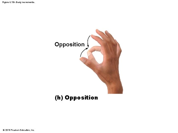 Figure 6. 13 h Body movements. Opposition (h) Opposition © 2015 Pearson Education, Inc.
