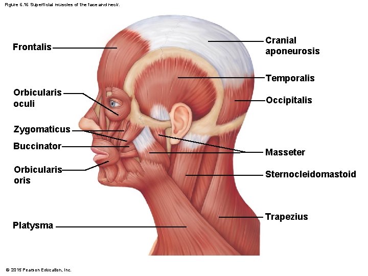 Figure 6. 16 Superficial muscles of the face and neck. Frontalis Cranial aponeurosis Temporalis