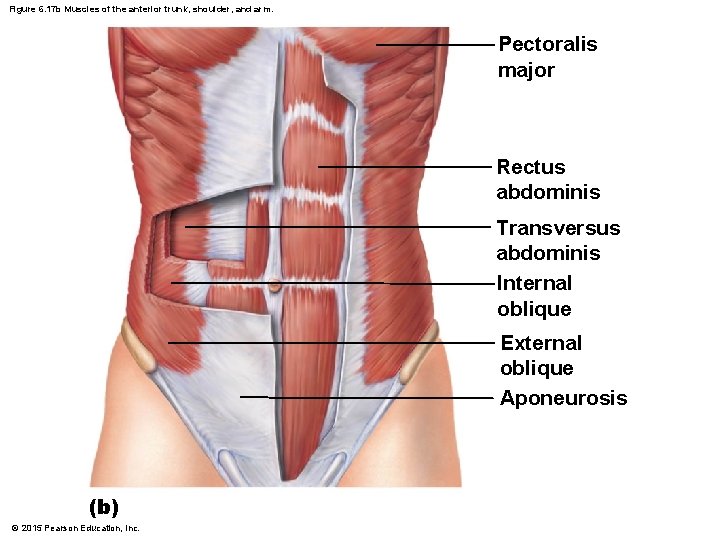 Figure 6. 17 b Muscles of the anterior trunk, shoulder, and arm. Pectoralis major