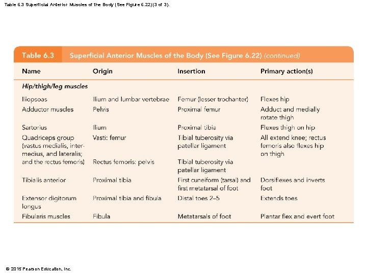 Table 6. 3 Superficial Anterior Muscles of the Body (See Figure 6. 22) (3