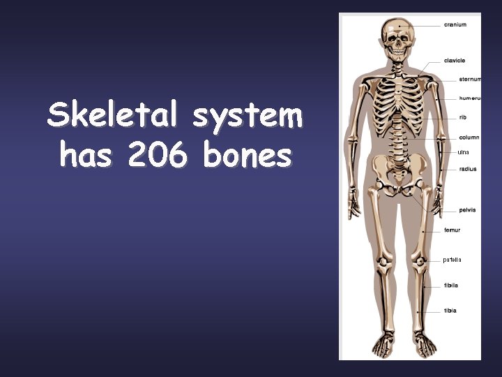 Skeletal system has 206 bones 