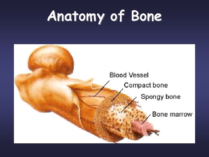 Anatomy of Bone 