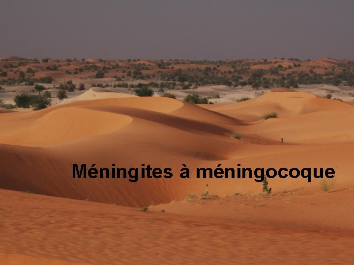 Méningites à méningocoque 