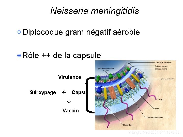 Neisseria meningitidis Diplocoque gram négatif aérobie Rôle ++ de la capsule Virulence Séroypage Capsule