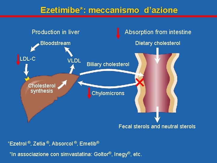 Ezetimibe*: meccanismo d’azione Production in liver Absorption from intestine Bloodstream Dietary cholesterol LDL-C Cholesterol