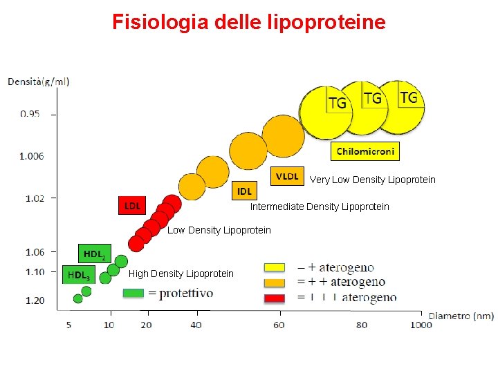 Fisiologia delle lipoproteine Very Low Density Lipoprotein Intermediate Density Lipoprotein Low Density Lipoprotein High