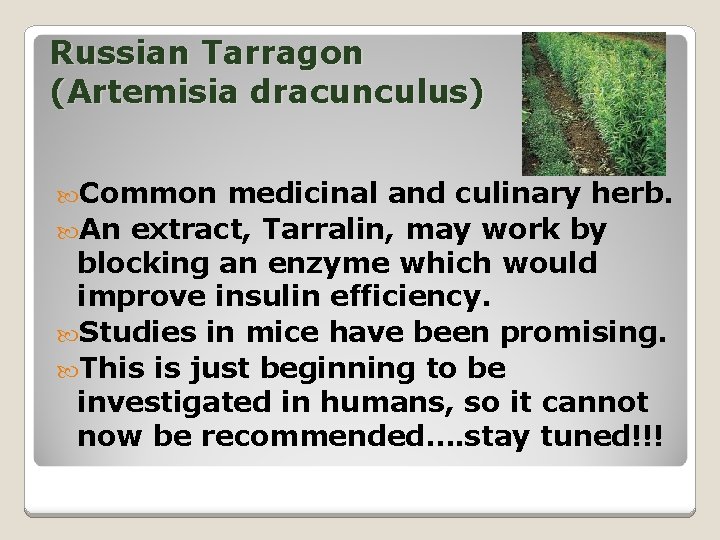 Russian Tarragon (Artemisia dracunculus) Common medicinal and culinary herb. An extract, Tarralin, may work