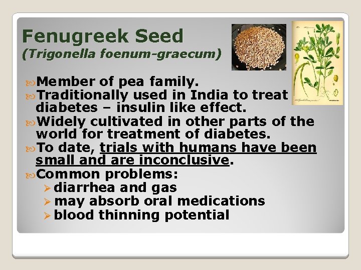 Fenugreek Seed (Trigonella foenum-graecum) Member of pea family. Traditionally used in India to treat
