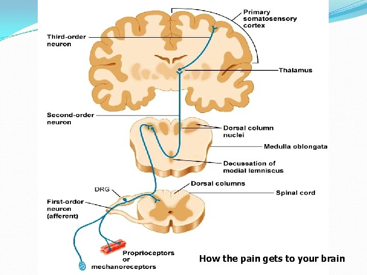 How the pain gets to your brain 